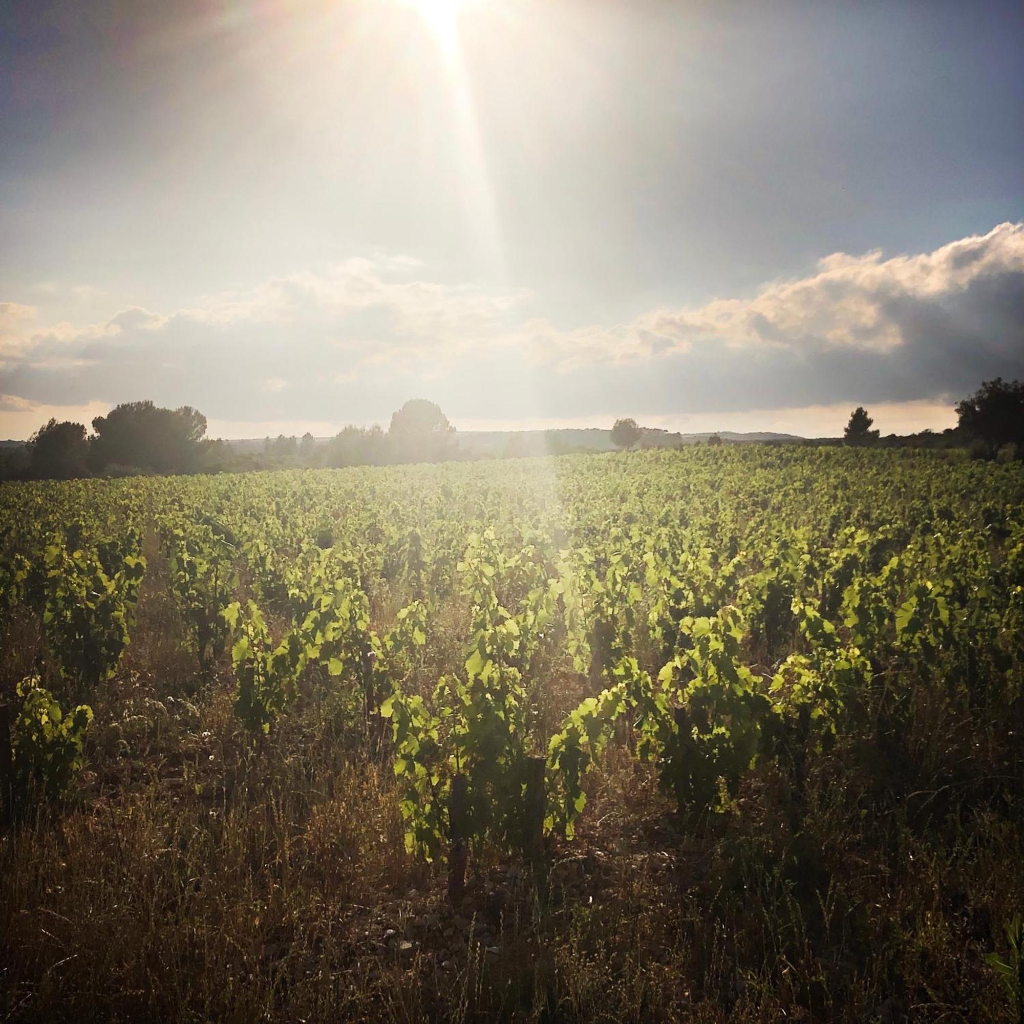 B&B Vigne Vierge Aigne  Eksteriør billede